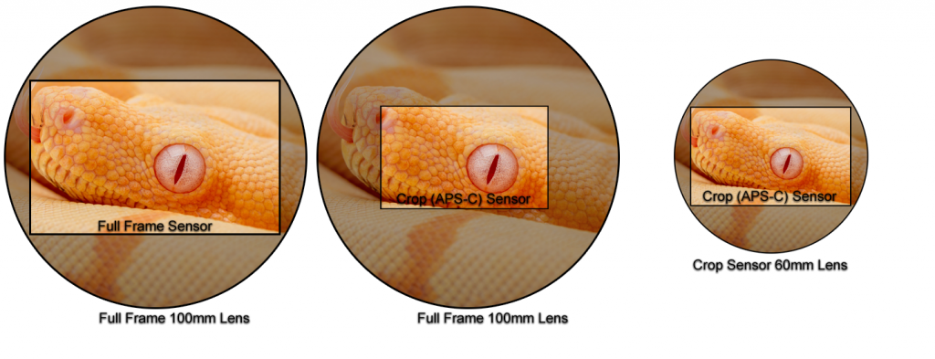 Test de l objectif macro Canon 60 mm :le meilleur objectif économique pour la photographie de reptiles