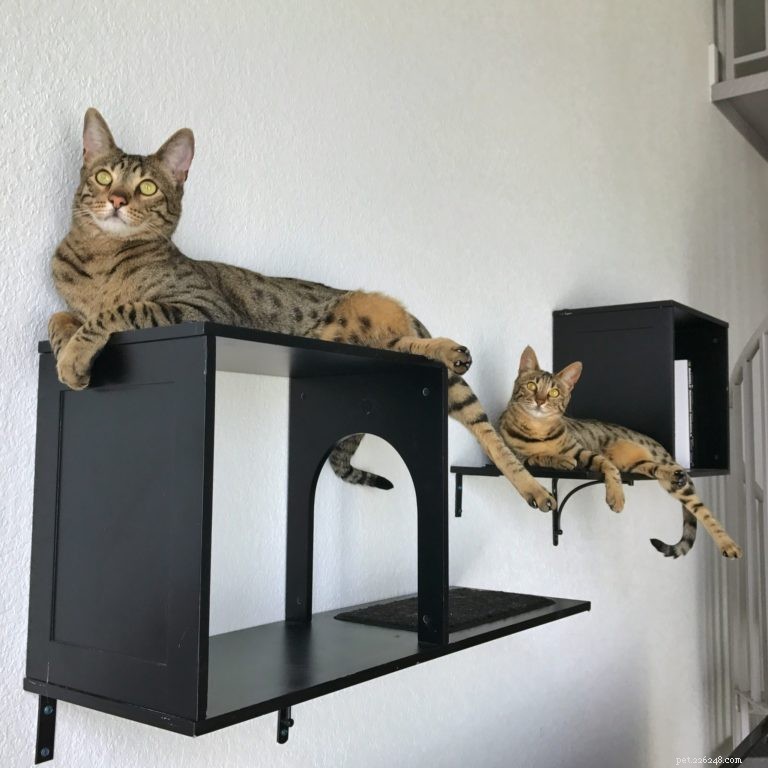Пользовательские полки для кошек