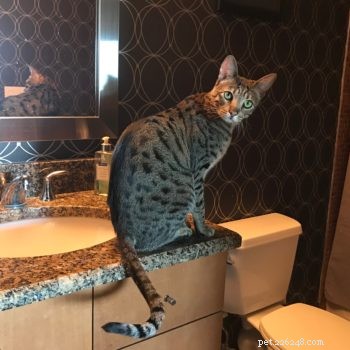 Savannah Cats vs. Bengals – Qual gato híbrido doméstico é ideal para você?