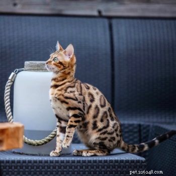 사바나 고양이 대 벵골 고양이 - 당신에게 적합한 집 잡종 고양이는 무엇입니까?
