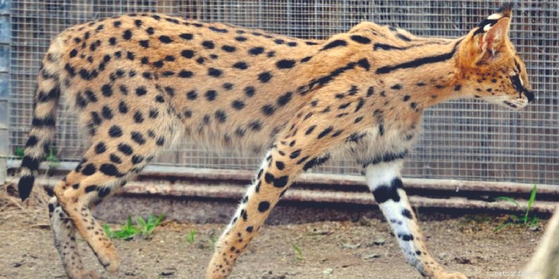 Savannah Cats vs. Bengals – Qual gato híbrido doméstico é ideal para você?