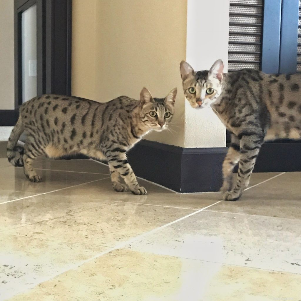 Presentazione dei miei gatti della savana a un altro gatto
