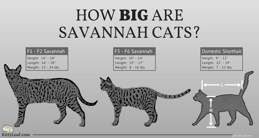 Qual ​​o tamanho dos gatos da savana?