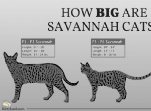 Jak velké jsou kočky Savannah?