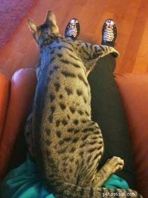Quelle est la taille des chats de savane ?