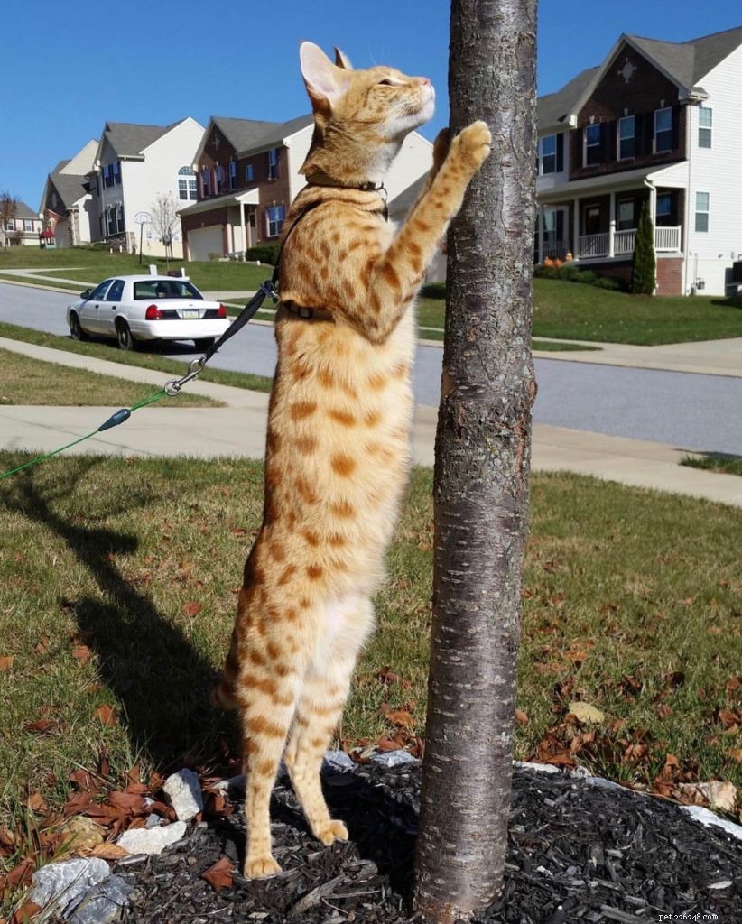 Quelle est la taille des chats de savane ?