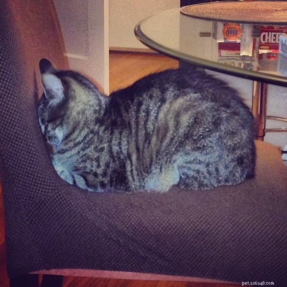 O que é um Cat Loaf?