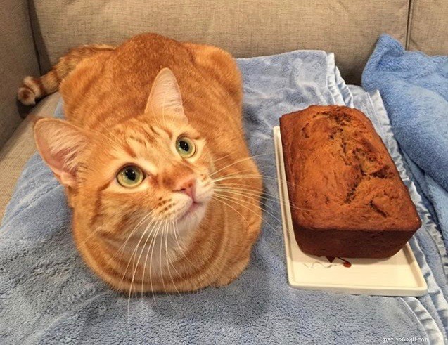Что такое кошачий хлеб?