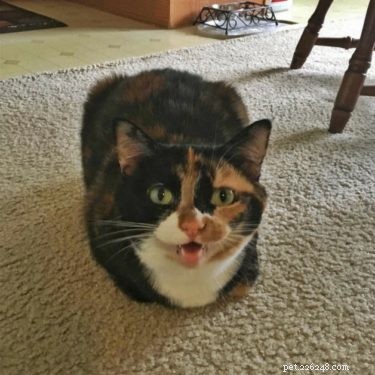 Что такое кошачий хлеб?