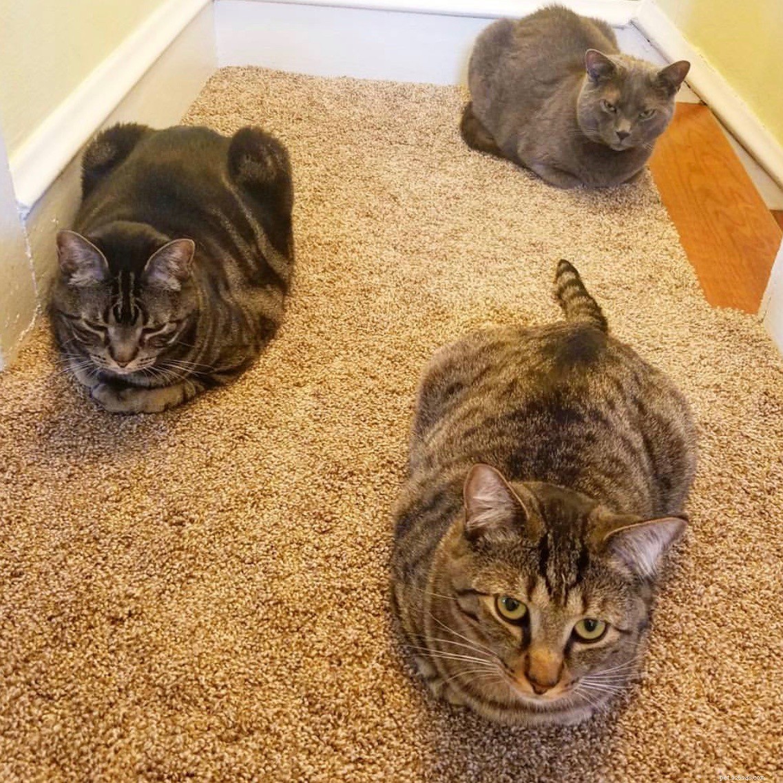 O que é um Cat Loaf?