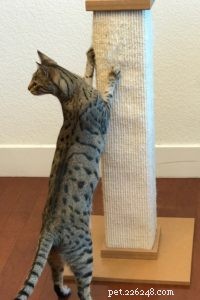 Hoe u uw kat een krabpaal kunt laten gebruiken