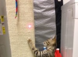 고양이가 긁는 기둥을 사용하게 하는 방법