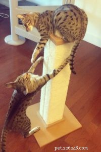 고양이가 긁는 기둥을 사용하게 하는 방법