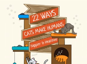 Вот почему вам нужно завести кошку:22 причины, почему кошки делают вашу жизнь лучше