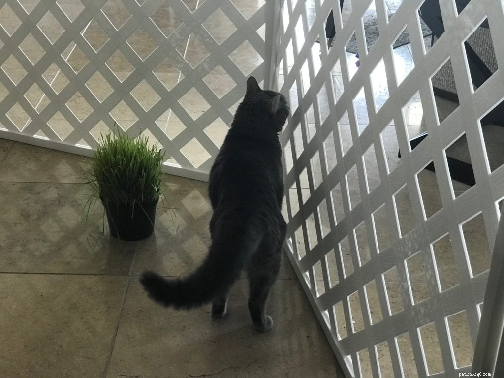 Знакомство с кошками — Великая стена