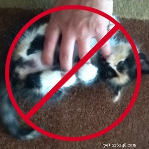 Rady pro nové majitele koček