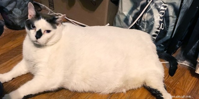 I gatti più grassi del mondo:i felini più spessi