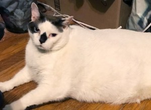 Världens fetaste katter – tjockaste kattdjur