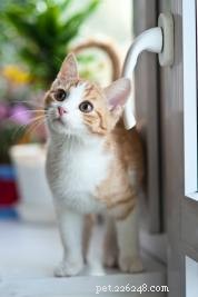 Proč vaše kočka nesnáší zavřené dveře