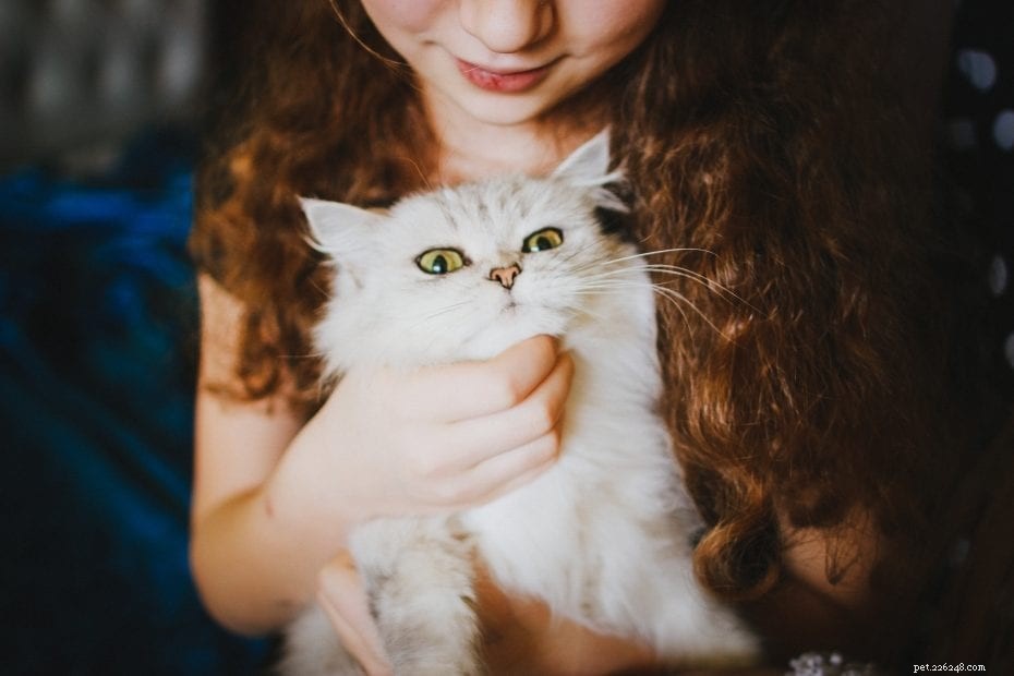 Wat u eigenlijk wilt weten over Russische blauwe katten