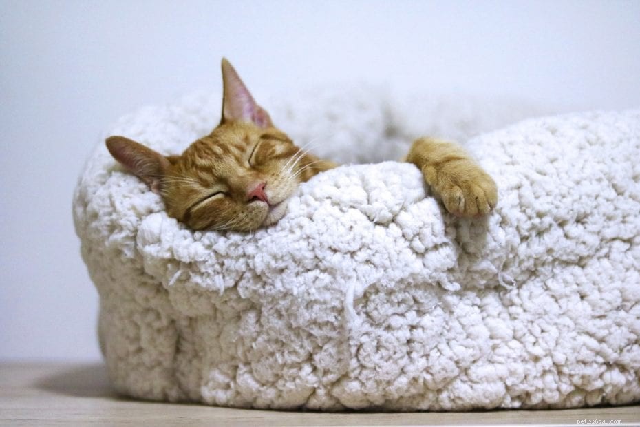 Quanto dormono i gattini?