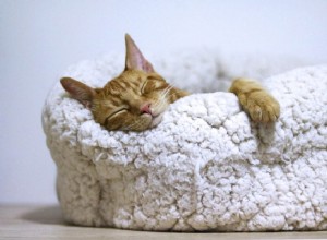 Hur mycket sover kattungar?