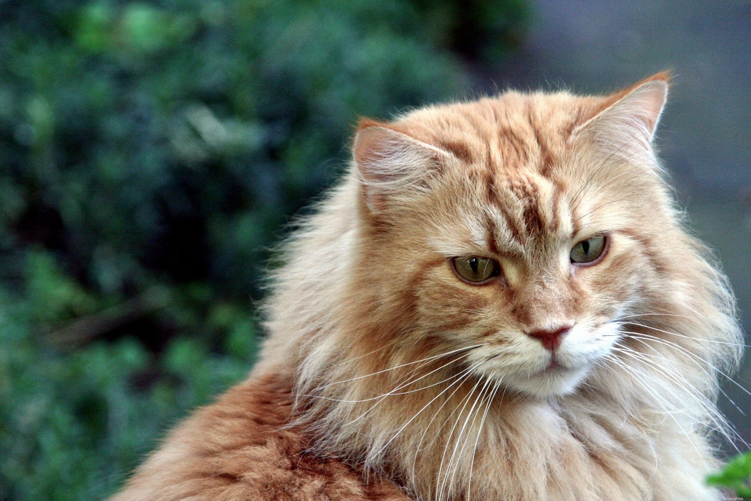 Plemeno mainské mývalí kočky – povahové rysy a zábavná fakta