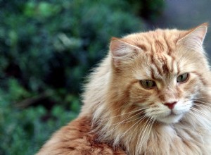 Razza di gatto Maine Coon – Tratti della personalità e curiosità