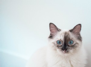 Tutto quello che c è da sapere sui gatti birmani