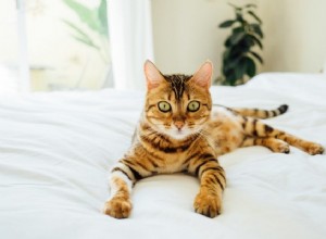 Tudo o que você precisa saber sobre gatos de Bengala