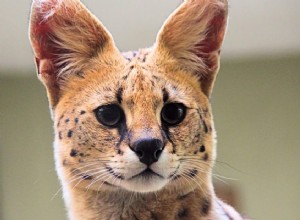 Wat u moet weten over Serval Cats