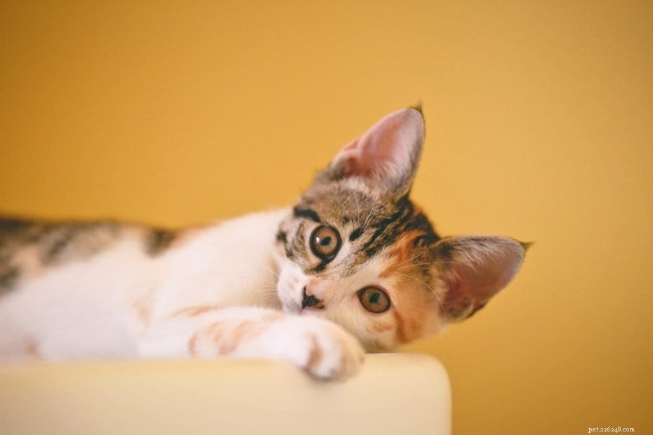 Co byste měli vědět o kočkách Serval