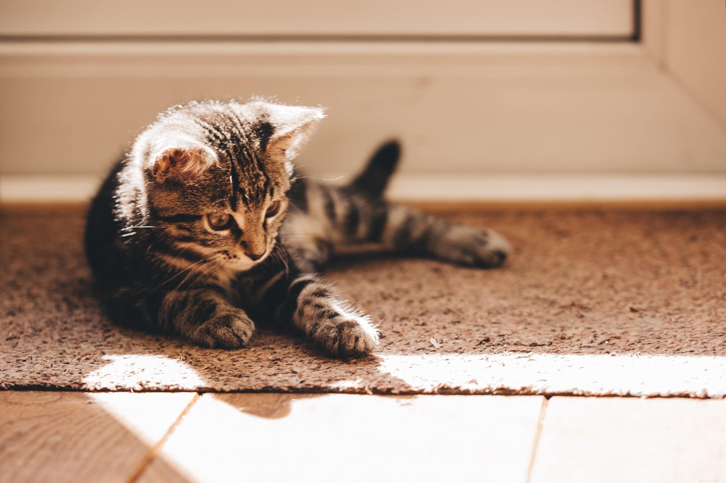 La semplice guida alla cura dei gattini di tre settimane