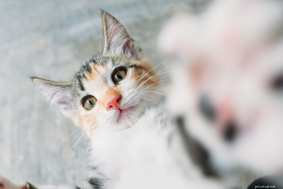 Wanneer kan een kitten worden gesteriliseerd?