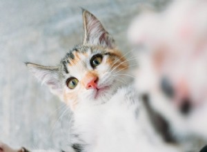 Förstå tecknen på kattungarnas aggression