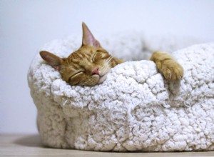 Proč jsou kočky nejvíce podceňovaným domácím mazlíčkem