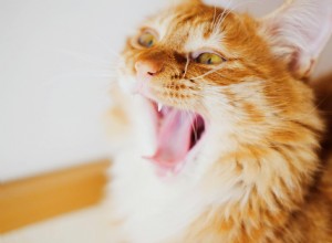 20 citazioni di gatti che ti scioglieranno il cuore