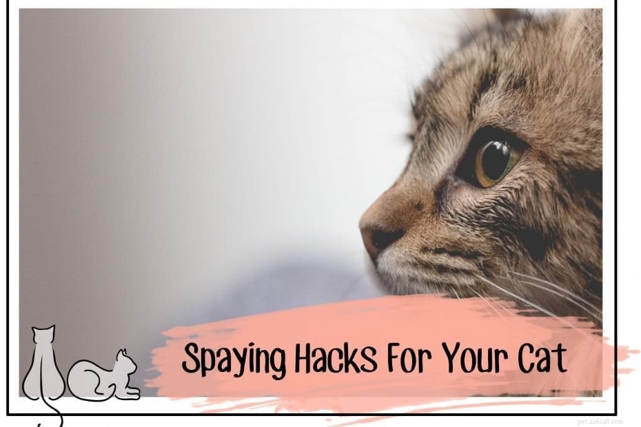 5 enkla spaying-hack för din katt