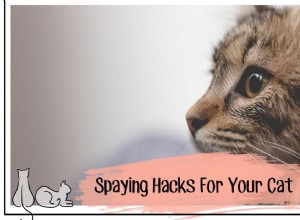 5 jednoduchých kastrovacích triků pro vaši kočku