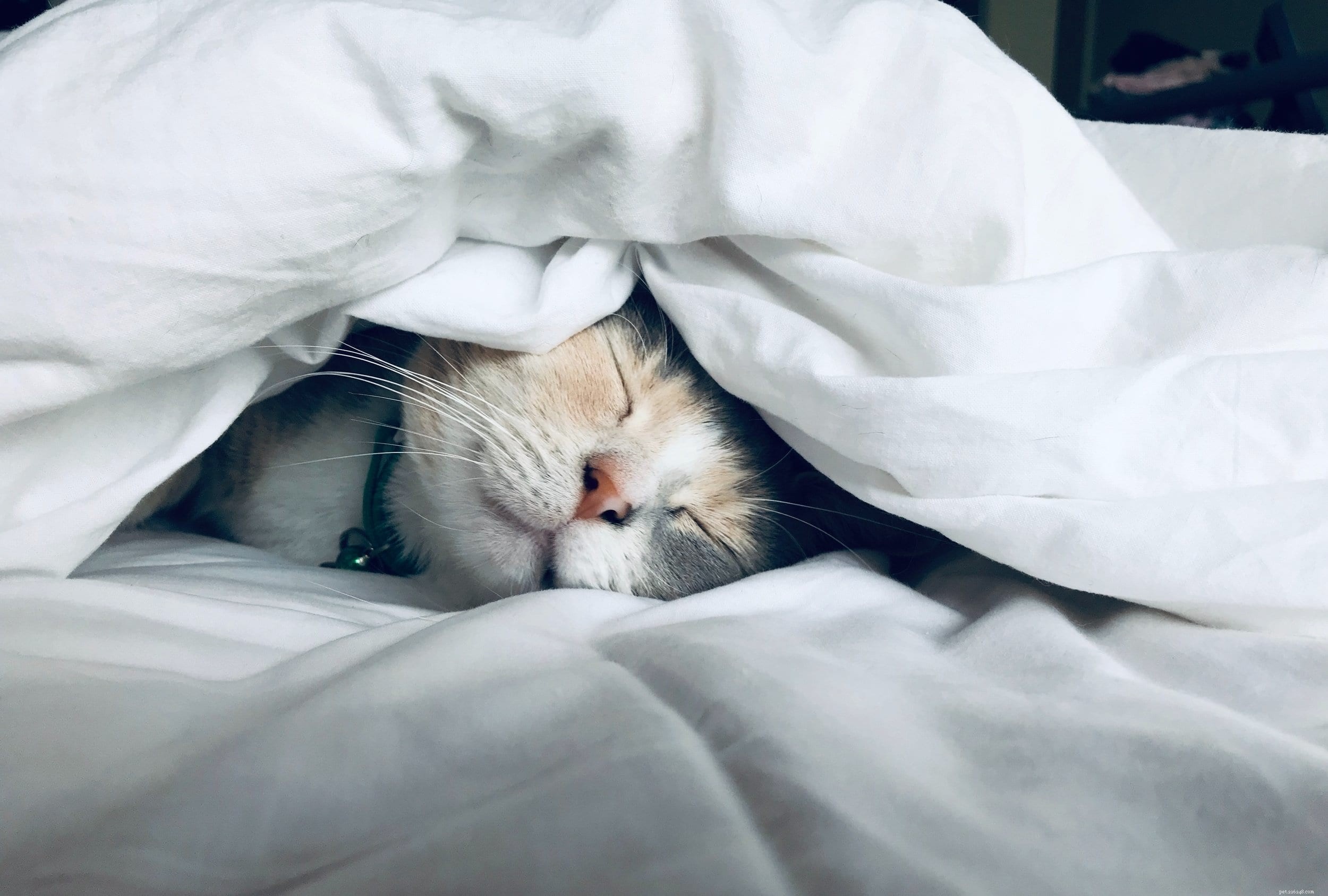 고양이가 침을 흘리는 이유는 무엇입니까?