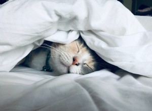 고양이가 침을 흘리는 이유는 무엇입니까?