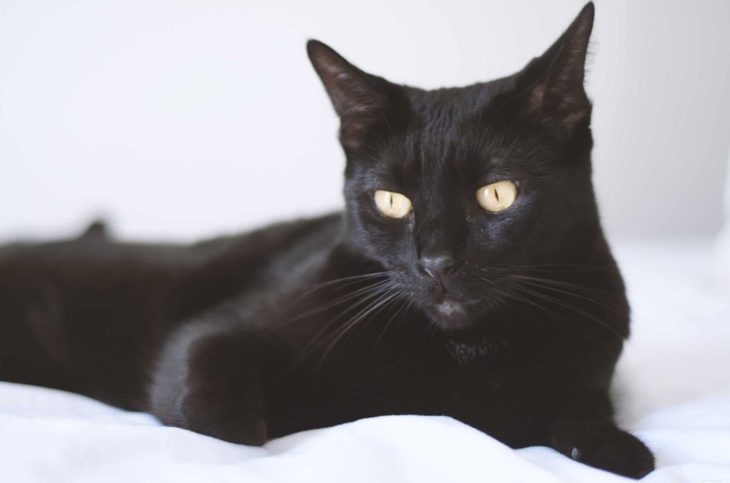 Varför anses svarta katter vara otur?