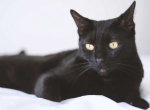 Почему черные кошки считаются неудачниками?