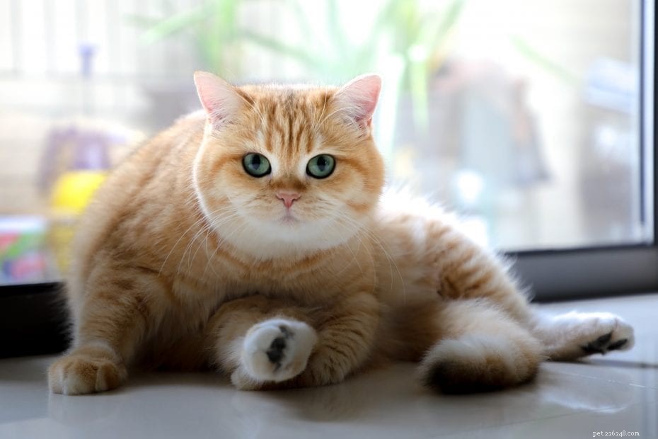 12 распространенных мифов о кошках, которые на самом деле неверны!