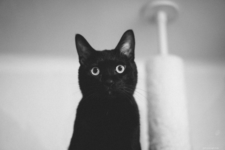 10 roliga fakta om svarta katter