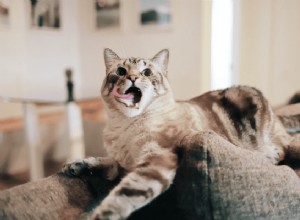 Proč se kočky bojí okurek?