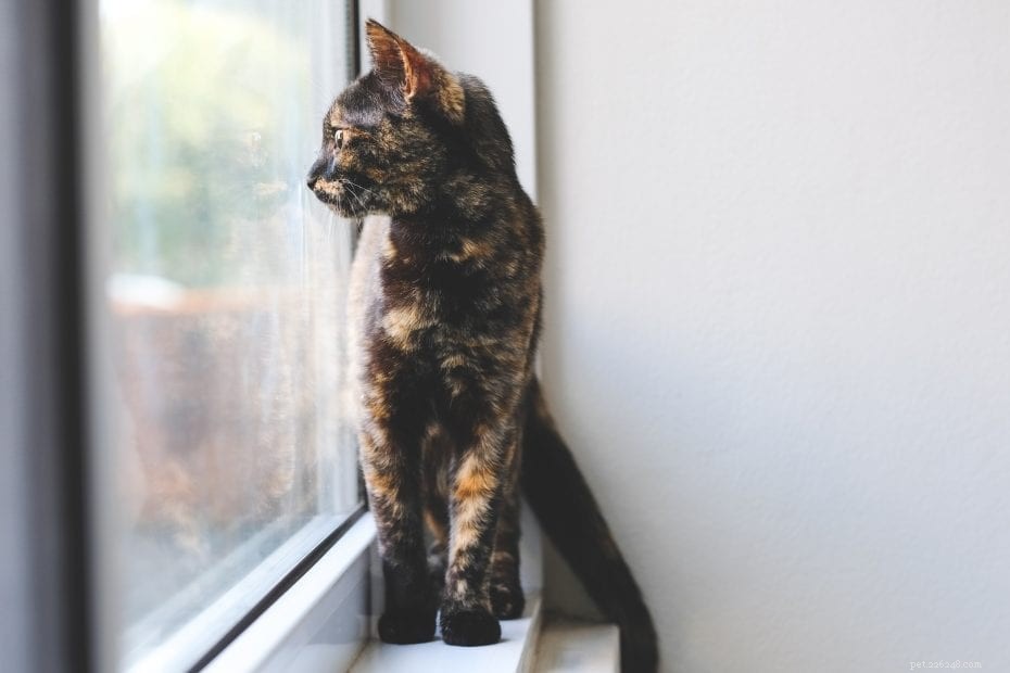 Por que os gatos têm medo de pepinos?