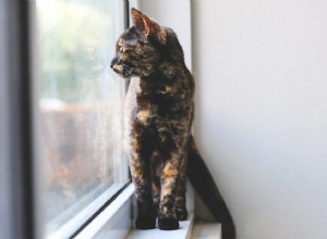 Är tusenskönor giftiga för katter?