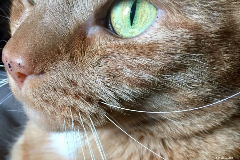 Являются ли маргаритки токсичными для кошек?