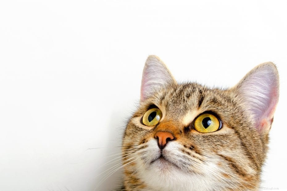 Waarom hebben katten snorharen?